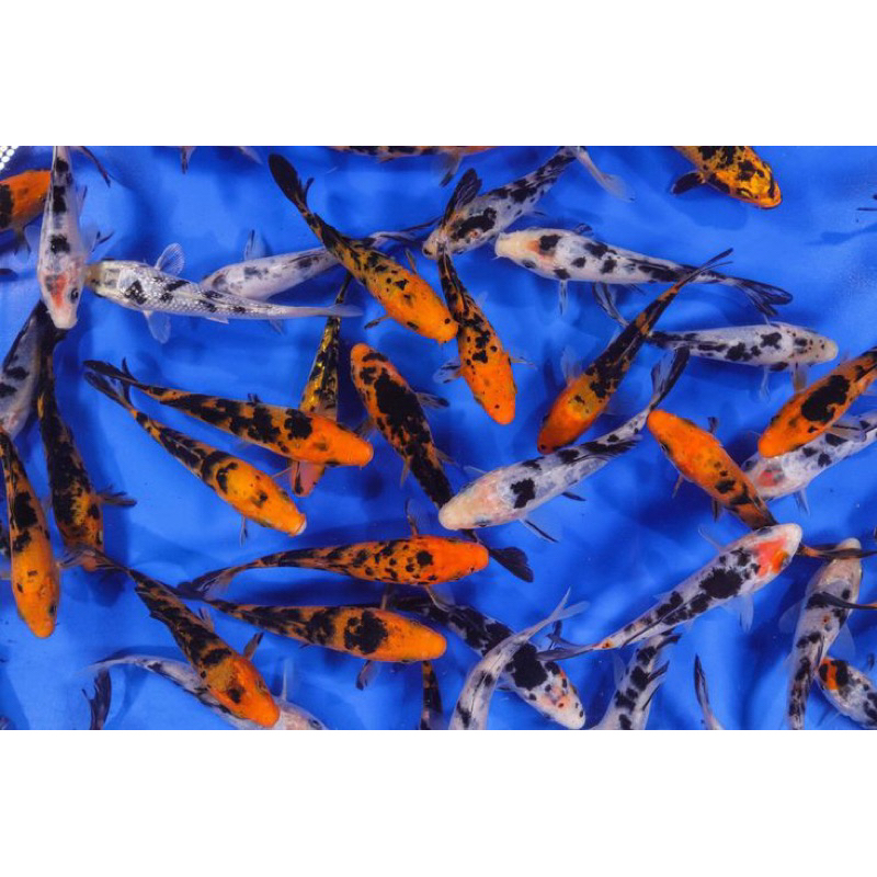 KOI SHIRO & UTSURI 6 EKOR SUPER CANTIK BLITAR