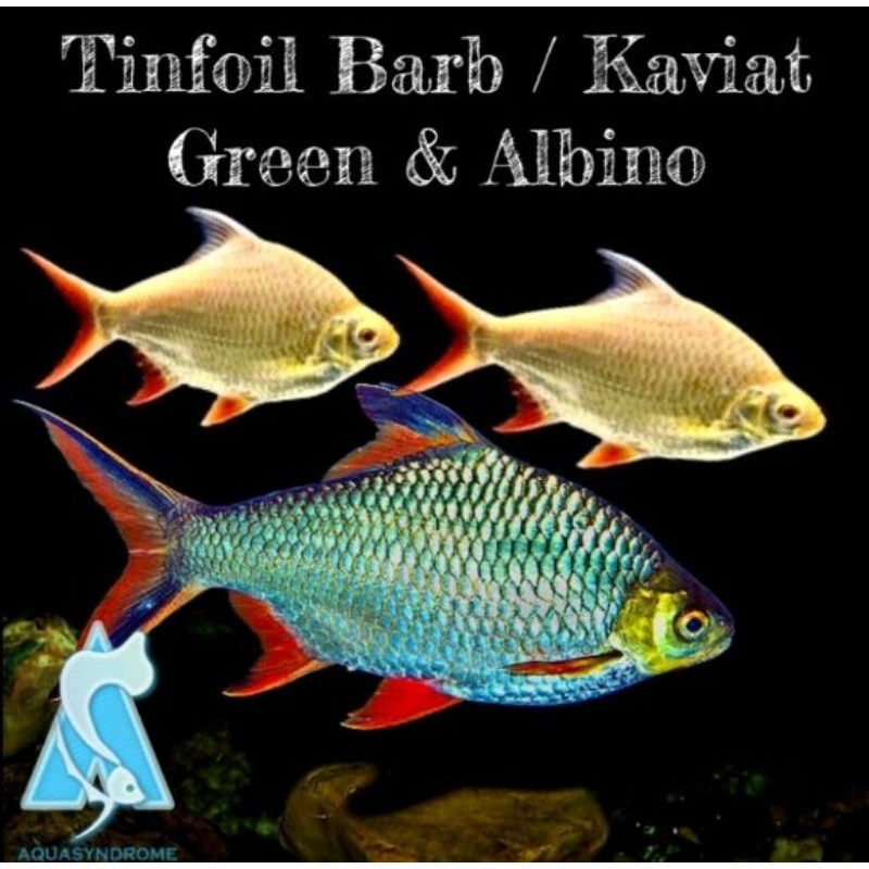 dekorasi akuarium.. pemakan kutu air KAVIAT PLATINUM,ALBINO MATA MERAH,GREEN/hiasan akuarium. sz 10_