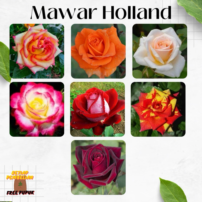 Bunga MAWAR HOLLAND - Tanaman Hidup Bunga Hias Mawar Holland Berbunga & Bergaransi