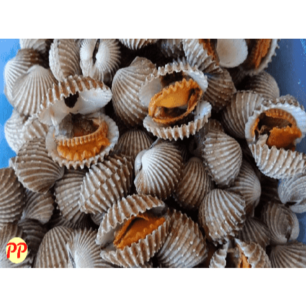 

KERANG DARA / KERANG KUPAS DARA 1KG HASIL LAUT FRESH