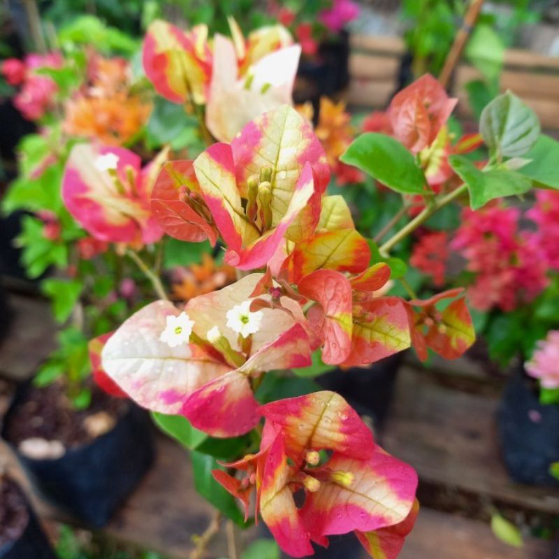 Bougenville Cimon sudah Berbunga