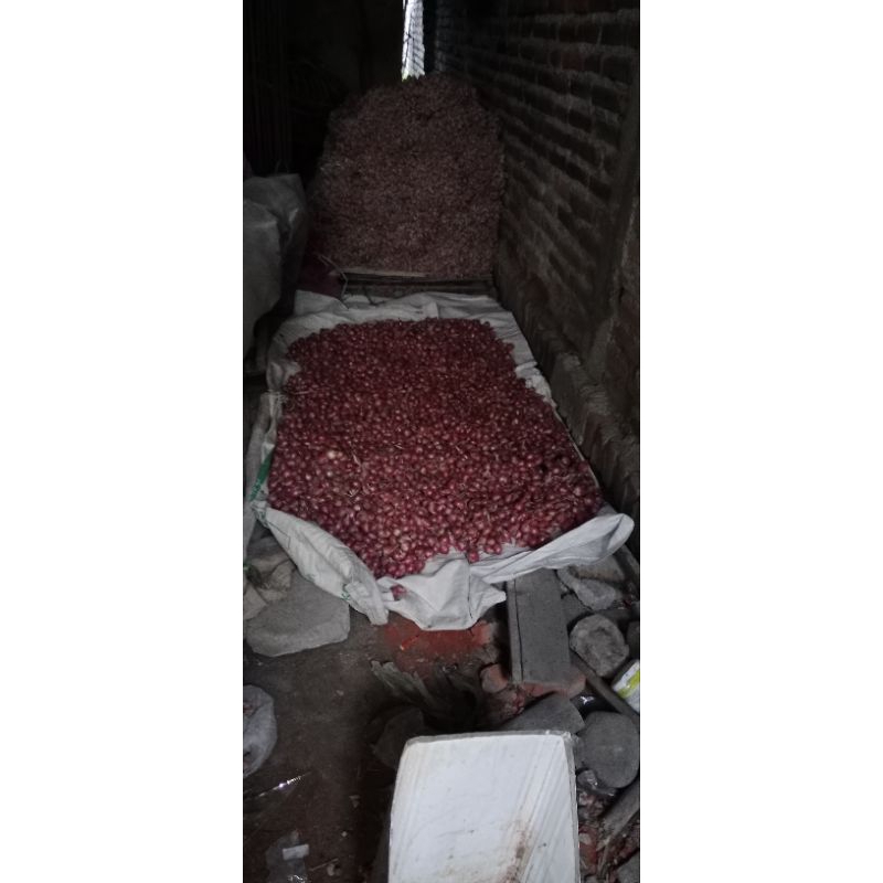 

bawang merah super