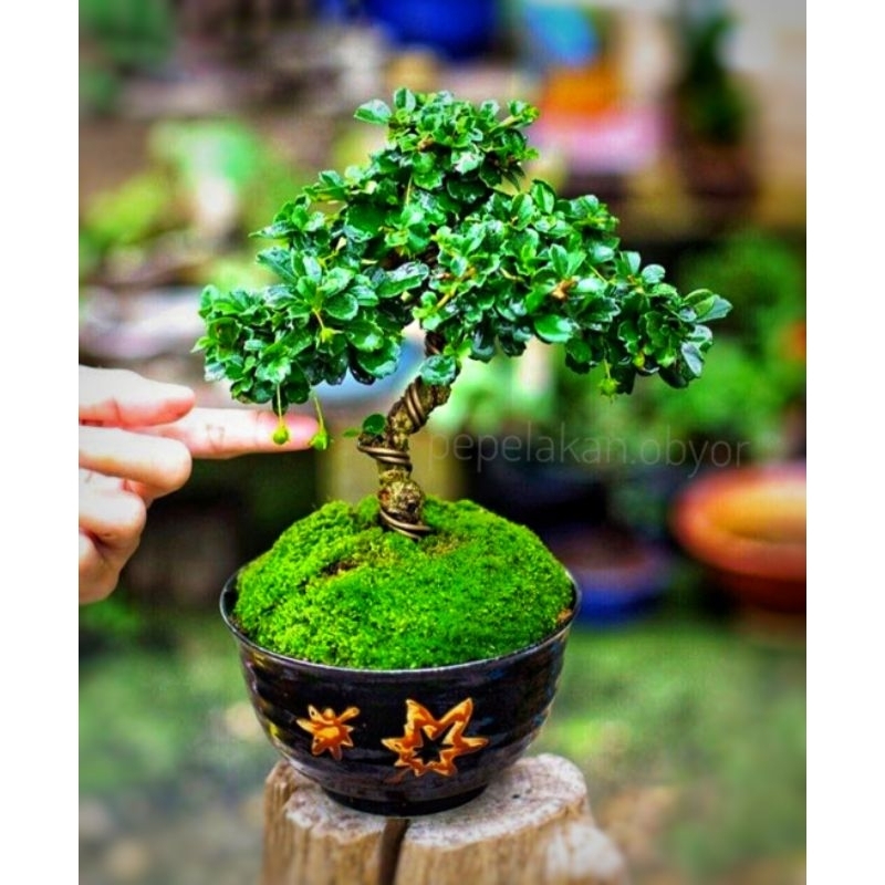 Bonsai Mini Mame Hokiantea Siap Pajang Plus Pot Bonsai Pembawa Keberuntungan Bonsai Fukien Tea