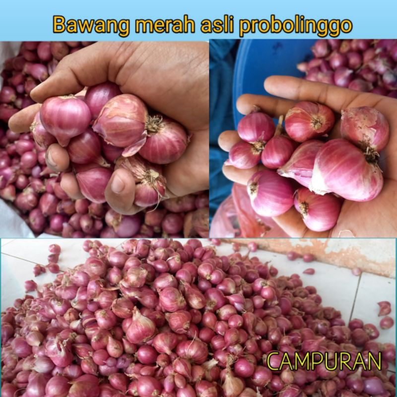 

Bawang Merah termurah 1kg
