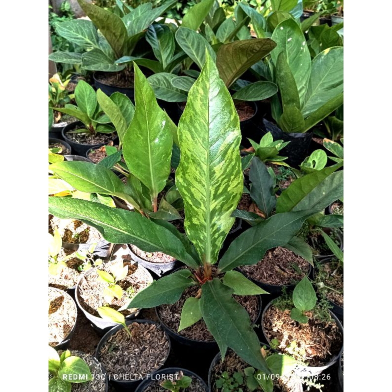 Anthurium Hokeri Farigata