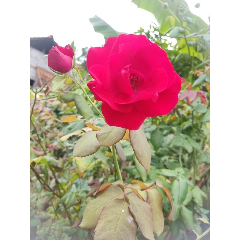 Stek Pohon Bunga Mawar Bibit Bunga Mawar