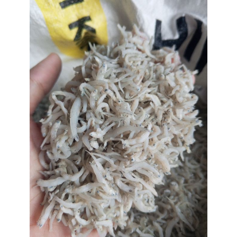 

1 kg Ikan teri nasi | Teri Medan | warna kuning masih layak konsumsi