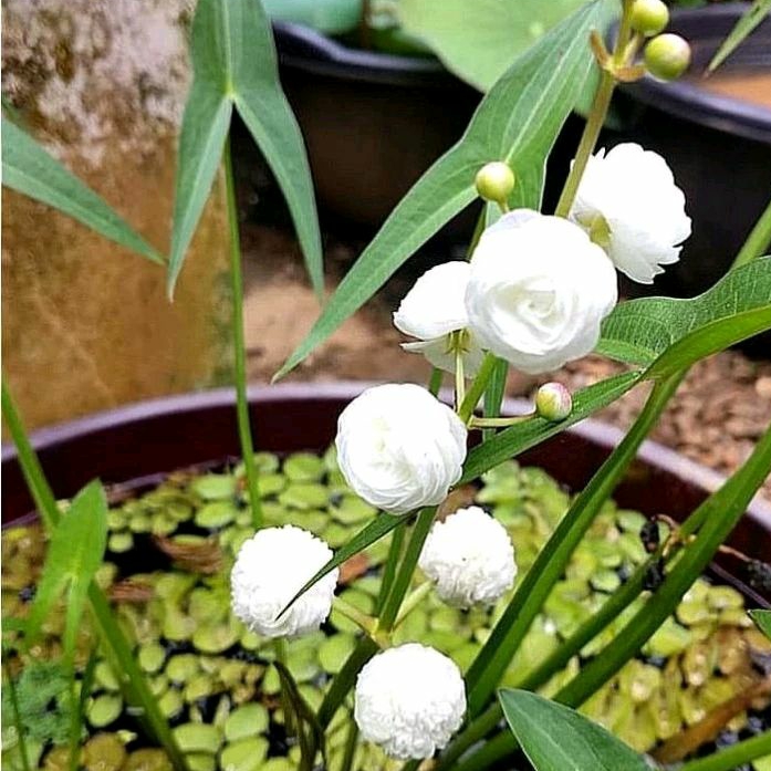 bibit sagittaria japonica albaplena Mawar air , tanaman air , tanaman hias , bunga air , hiasan tama