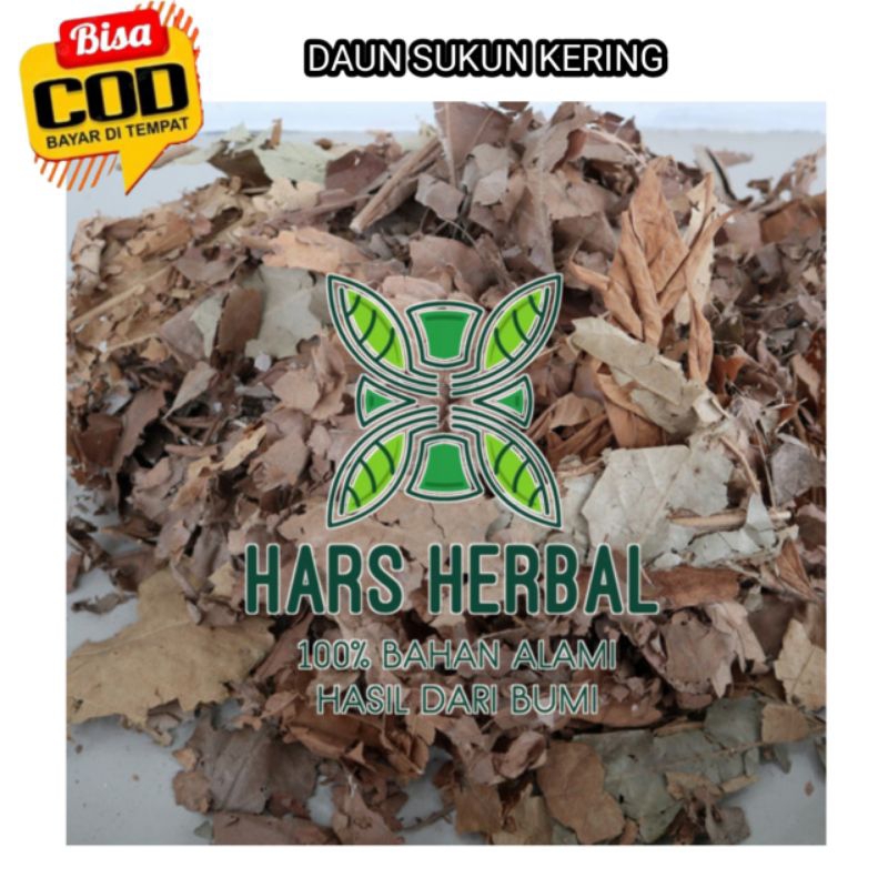

DAUN SUKUN KERING 100% ASLI ~