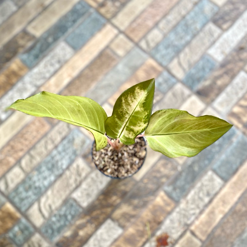 Aglaonema Kochin sunrise