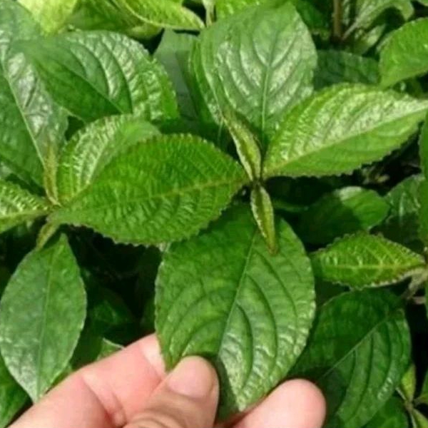 

DAUN KEJI BELING/PECAH BELING SEGAR 100LEMBAR ORGANIK HERBAL OBAT TRADISIONAL