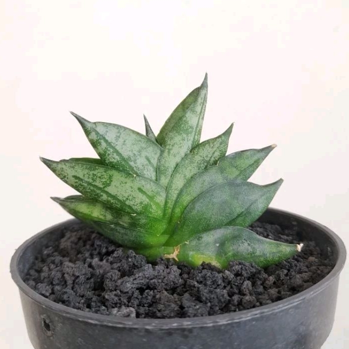 Sansevieria Boncel New Clone (Bonji)