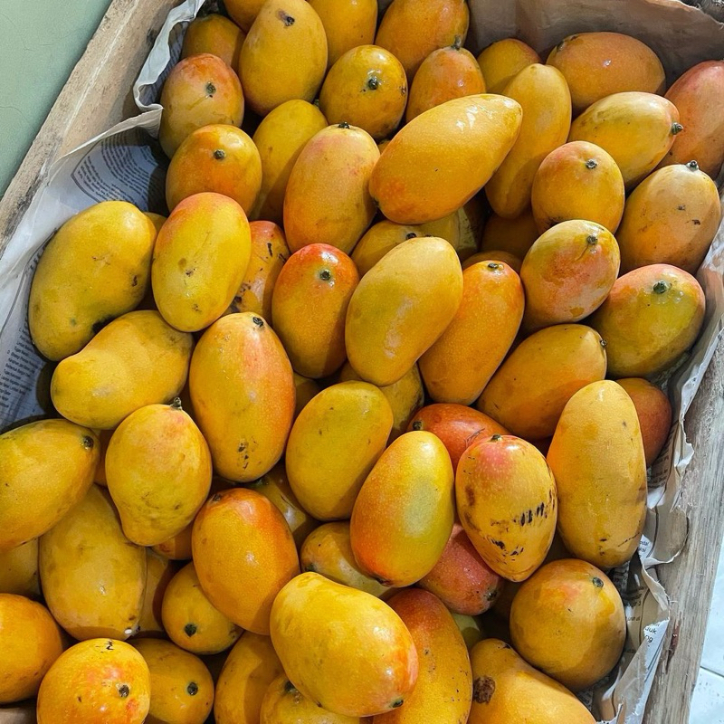 

Mangga Podang Gunung Suluhan Berat 1 Kg