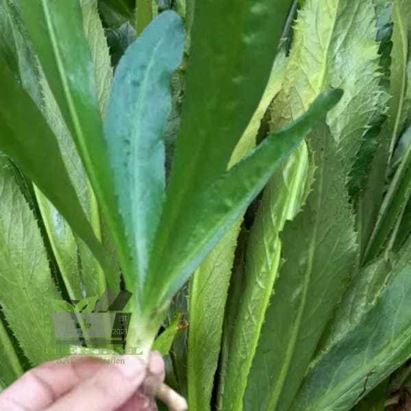

Jual Daun Walang Sangit Segar 300 gram fresh