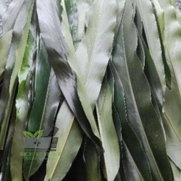 

Jual Daun Walang Rempah Segar 300 gram
