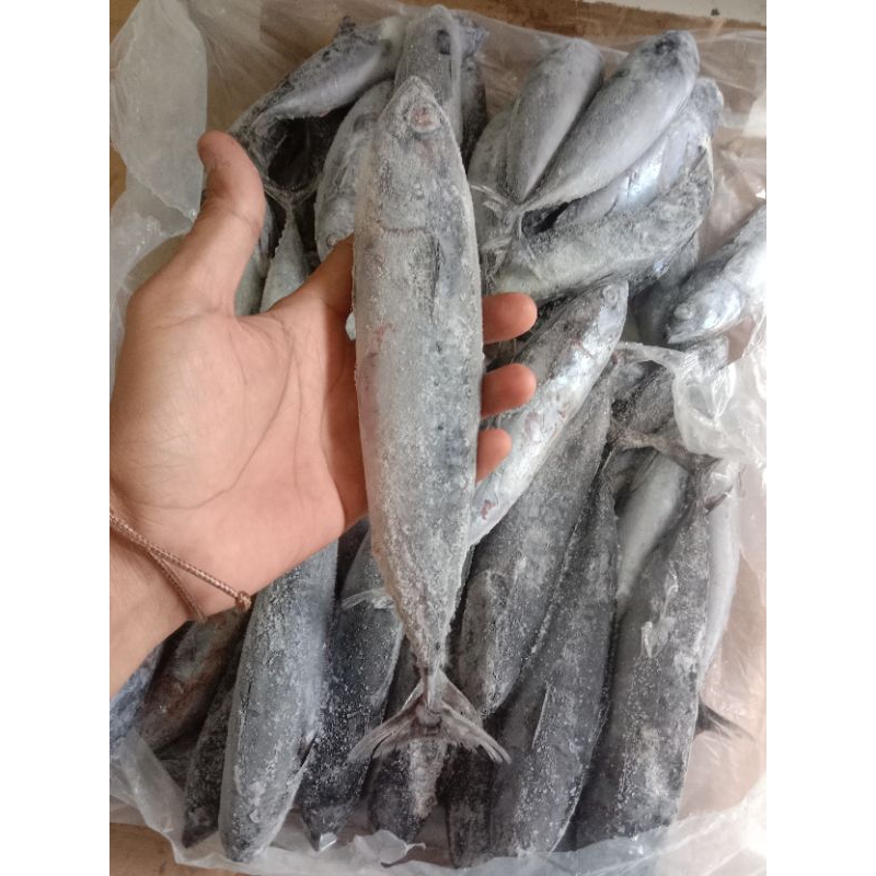 

tongkol batik size 6 - 7