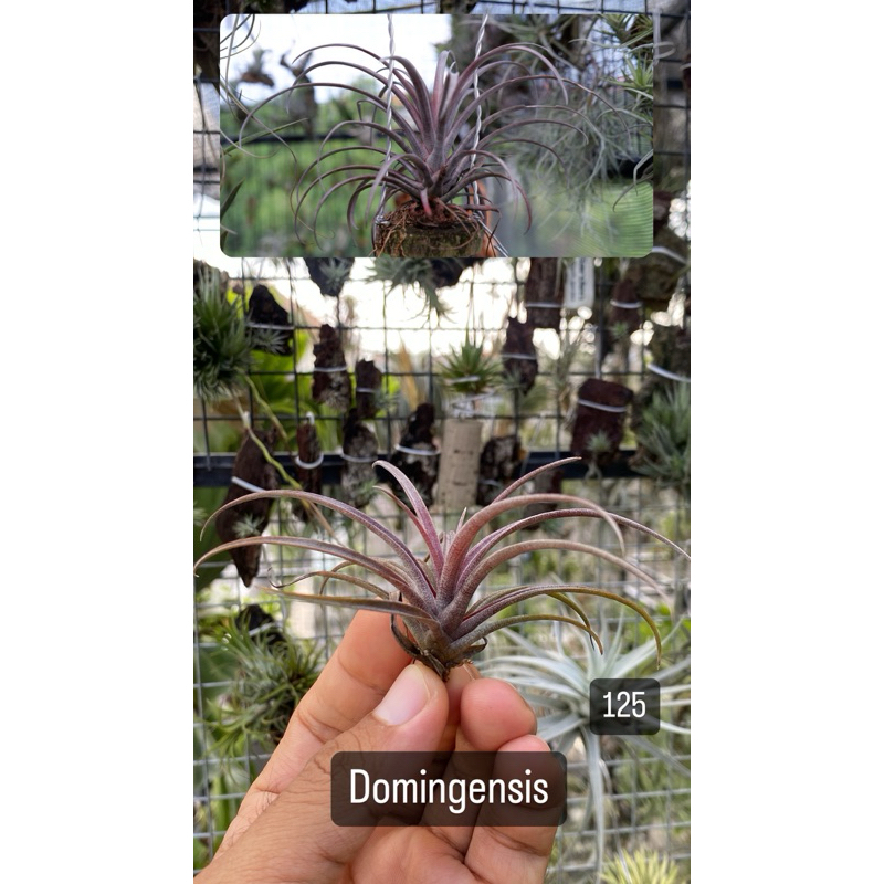 tillandsia capitata domingensis