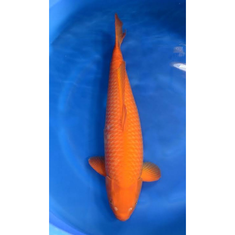 INDUKAN KOI BENIGOI SIZE 35CM SUPER CANTIK BLITAR