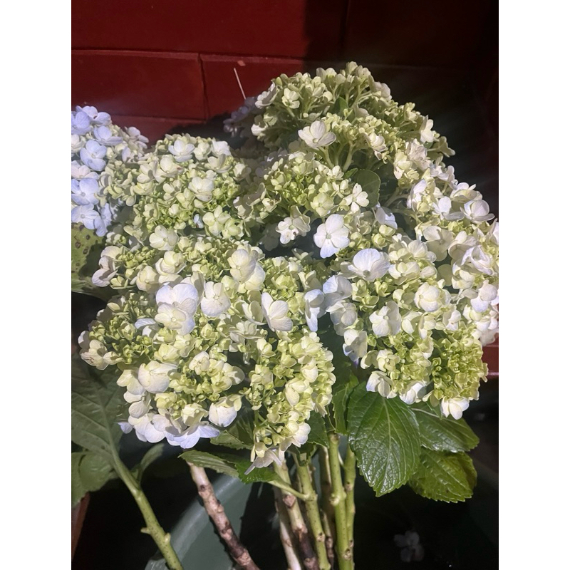 Bunga potong hortensia / rotansia holland per tangkai