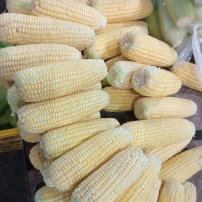 

Jagung Manis Kupas 1 buah