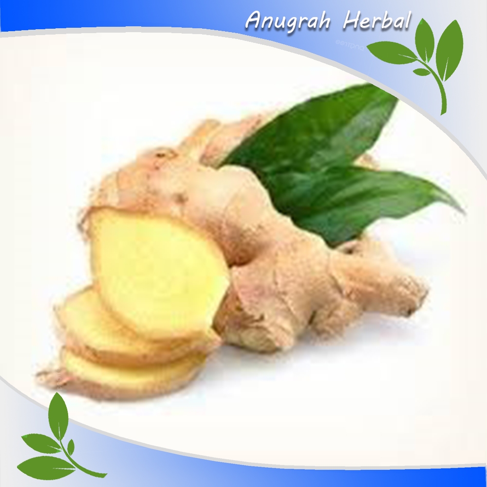 

Jahe Emprit Segar Kualitas Super 250 gr