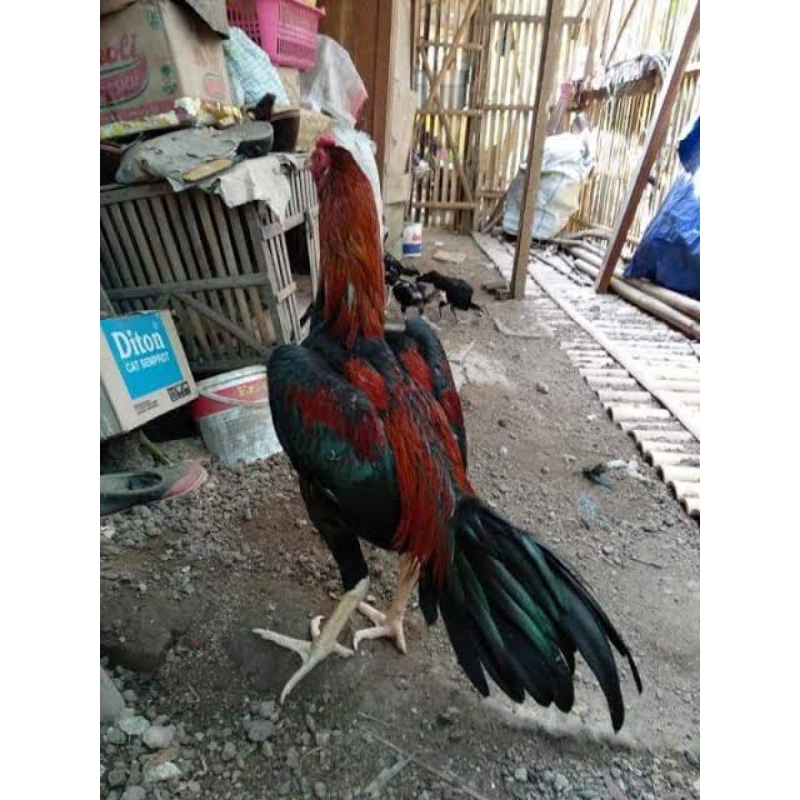 

PROMO!! TELUR AYAM BANGKOK THAILAND RED BLACK PCKOY UNTUK DI TETASKAN