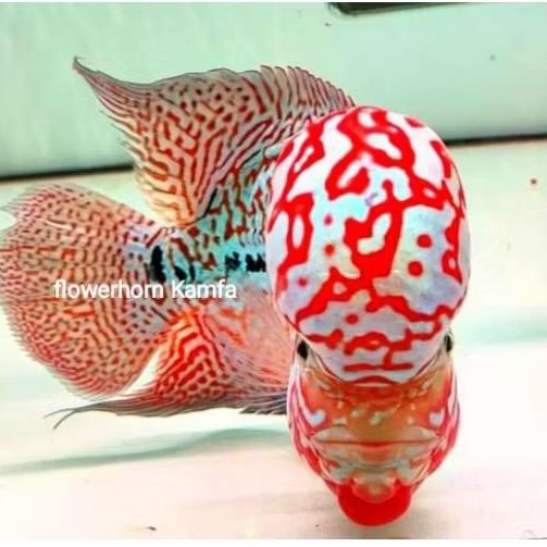 BURAYAK KAMFA F2 RED KING SUPER THAILAND 2-4CM