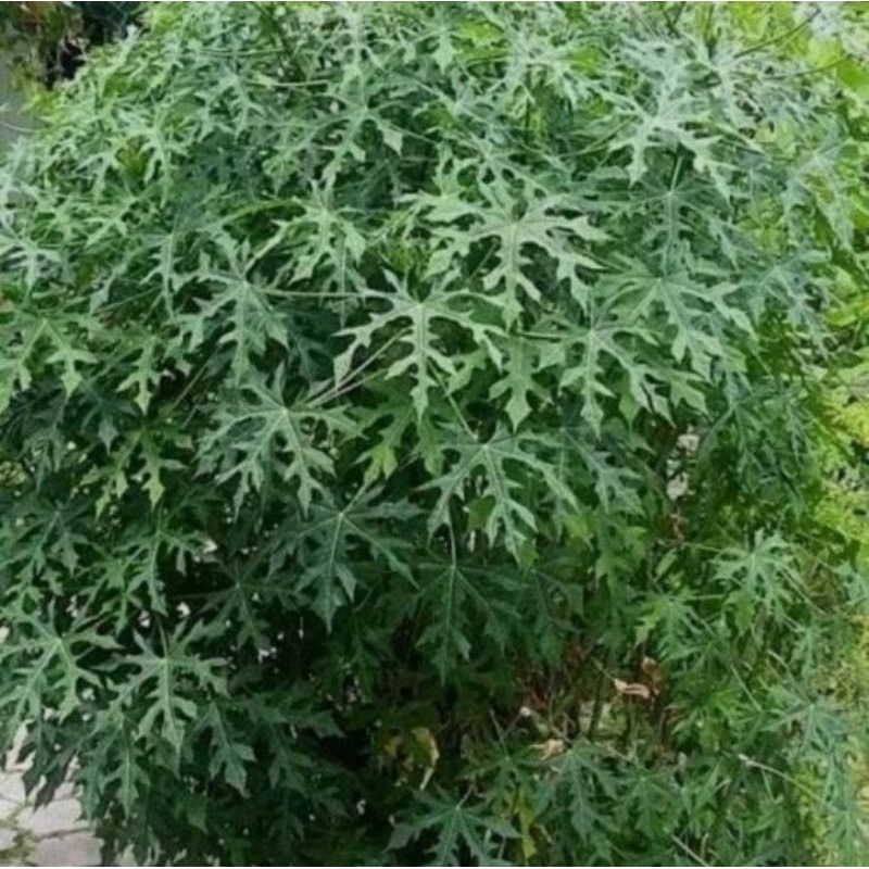 

daun pepaya jepang segar 250 gram