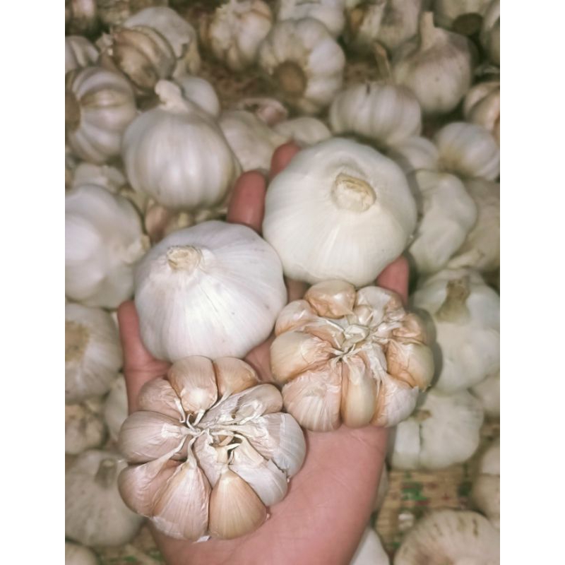 

BAWANG PUTIH 1KG/BAWANG PUTIH MURAH/BAWANG PUTIH SINCO/BAWANG PUTIH FRESH/