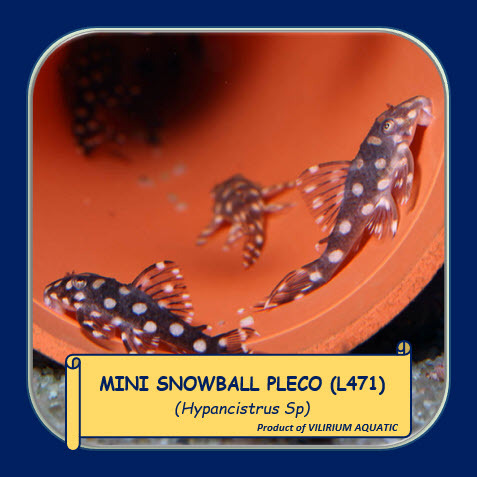 IKAN HIAS AIR TAWAR - MINI SNOWBALL PLECO / DWARF SNOWBALL PLECO / WHITESPOTTED VENTUARI PLECO (L471