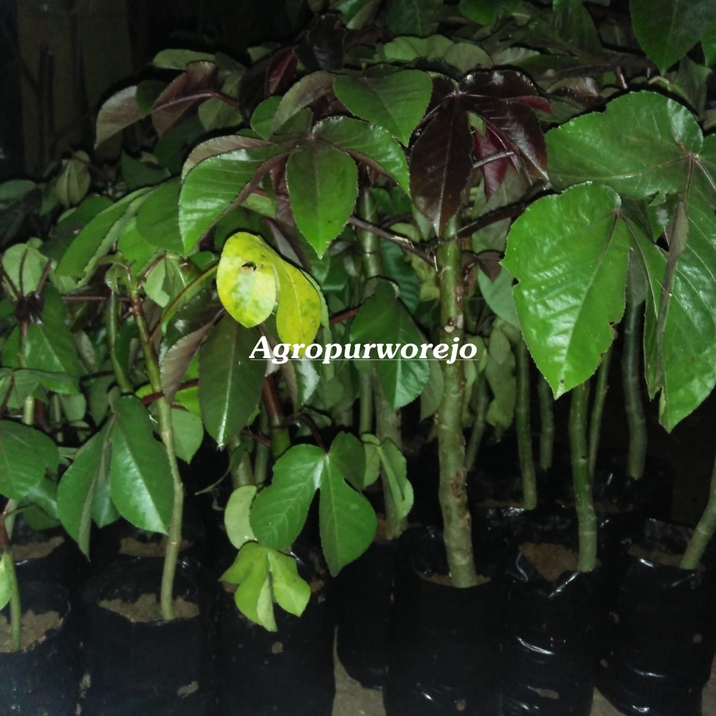 Bibit Tanaman Jarak Wulung - Jarak Ungu