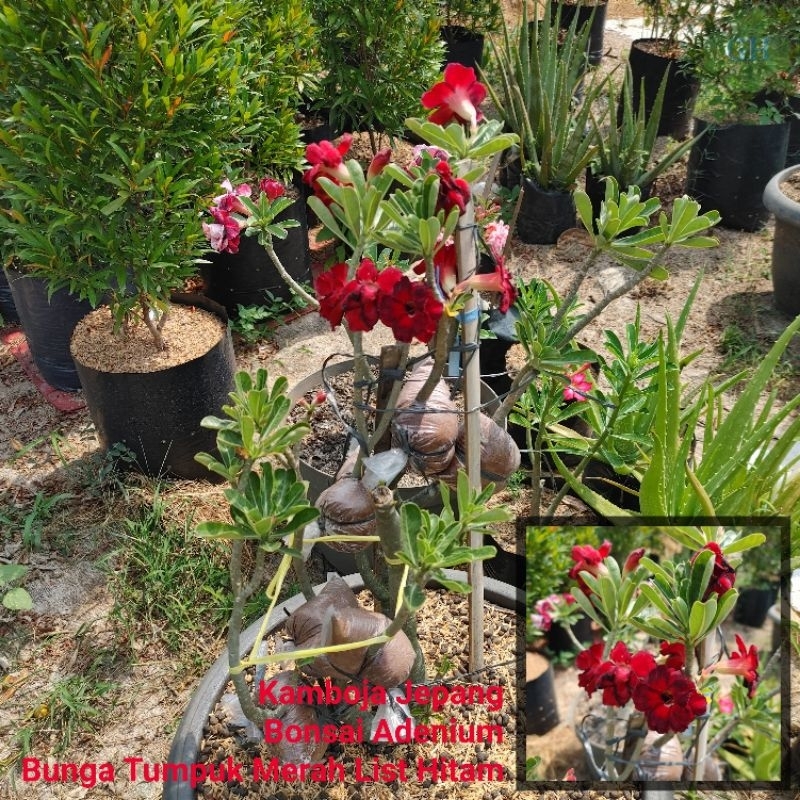 Tanaman Hias Bibit Bunga Kamboja Jepang Bonsai Adenium Bunga Tumpuk Merah List Hitam Obesum Red Bloo
