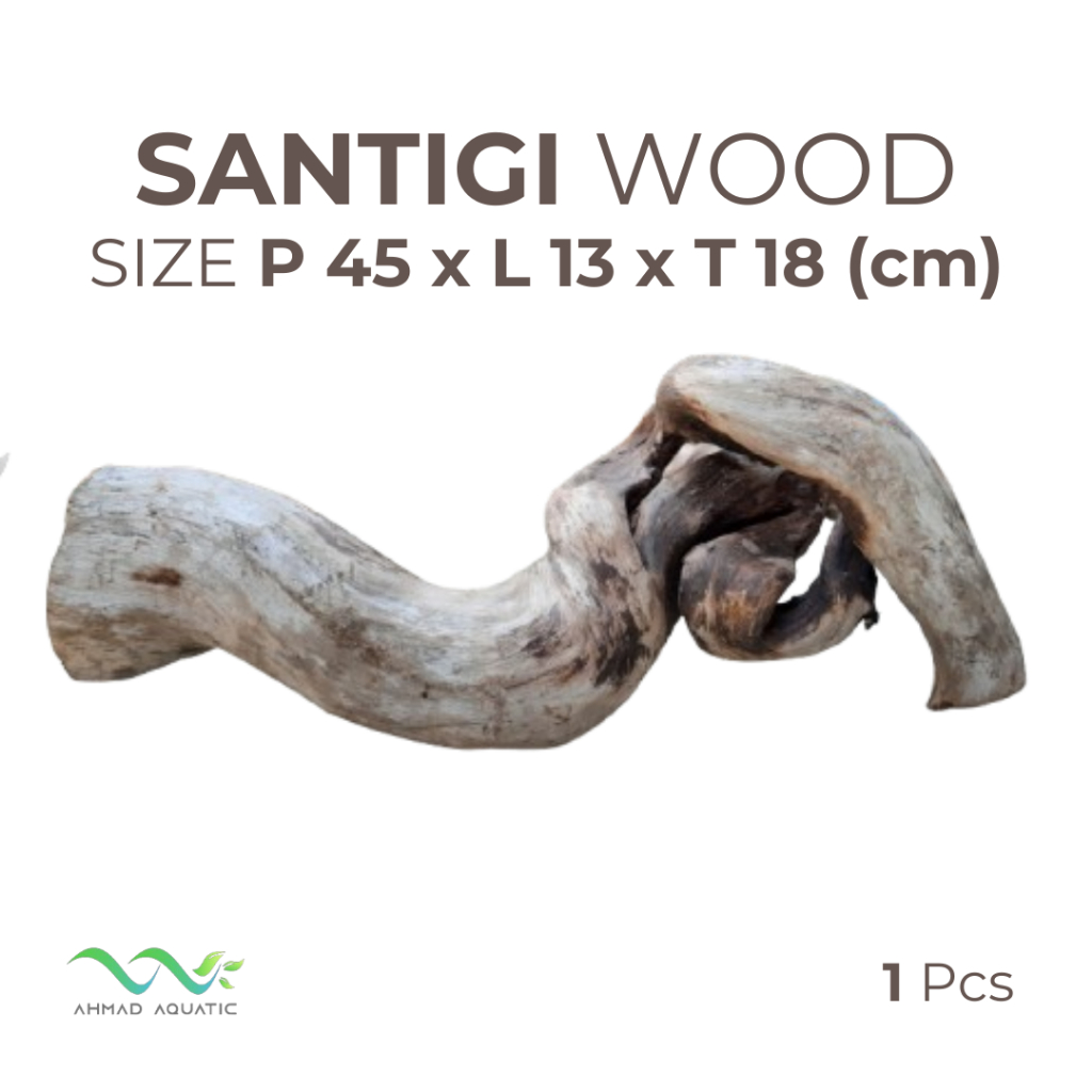 Kayu Santigi Laut Santigi Wood Grade A 001 Sudah tenggelam