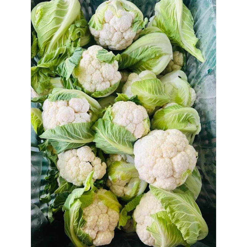 

Kembang kol Express/Instan Fresh Seger Eceran Update Setiap Hari