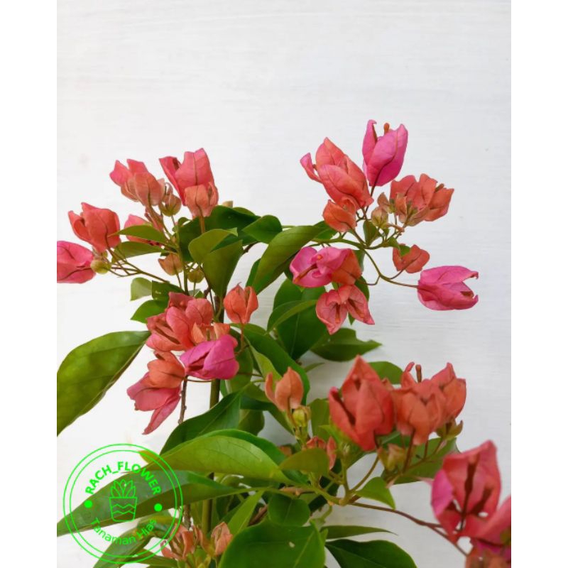 ( BISA COD ) Bibit Tanaman Hias Bunga Bougenville Anggur Peach - Bibit Tanaman Hias Bunga Bougenvill