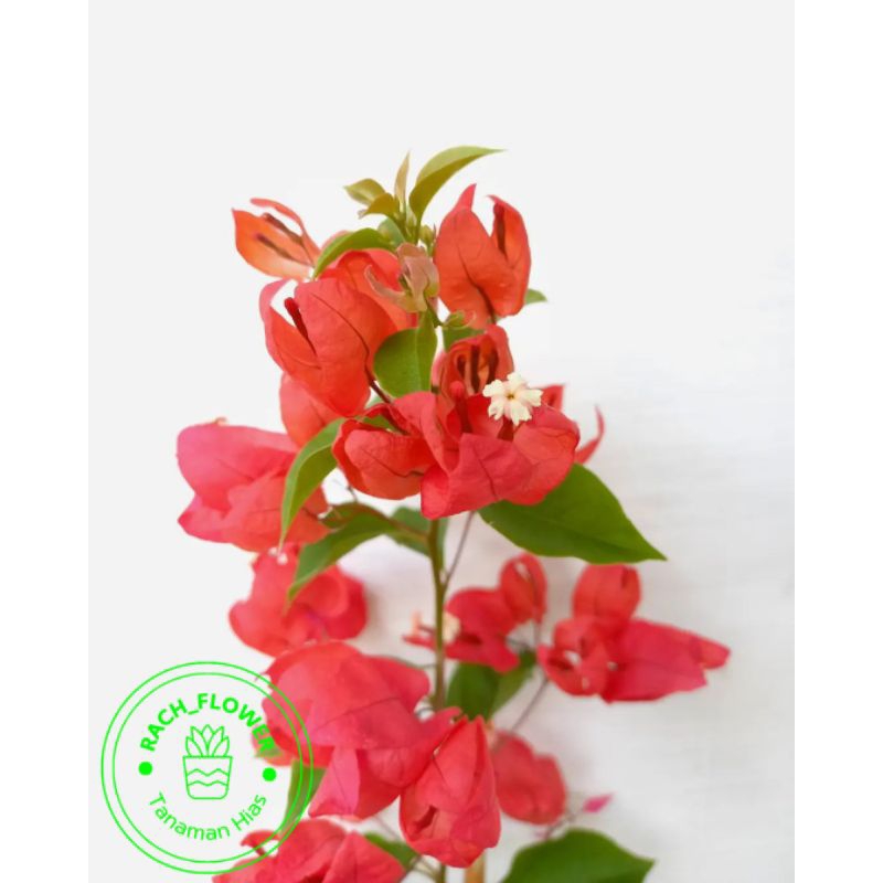 ( BISA COD ) Bibit Tanaman Hias Bunga Bougenville Anggur Red Chilli - Bibit Tanaman Hias Bunga Bouge