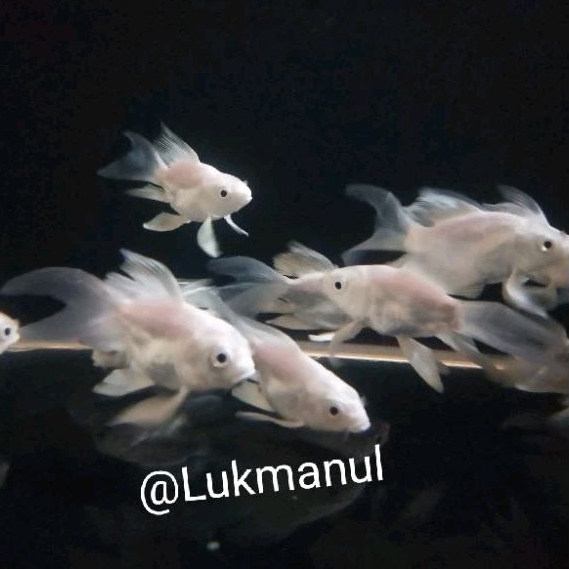 Ikan Koi SB Butterfly Hudielong Impor size M