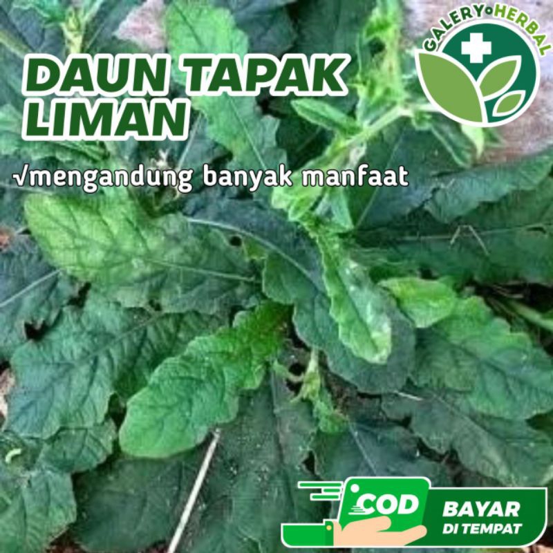 

Daun dan Akar Tapak Liman Segar 250gr / Daun Dewa Ramuan Herbal