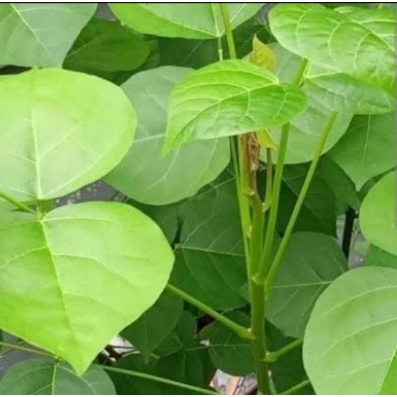 

daun Dadap segar 250 gram