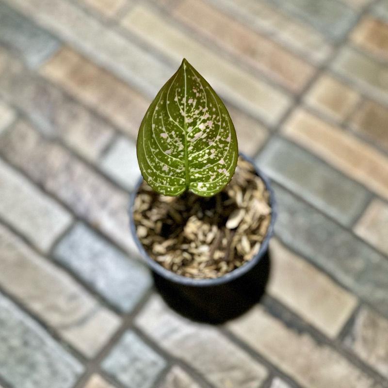 Aglaonema Ruby Kura