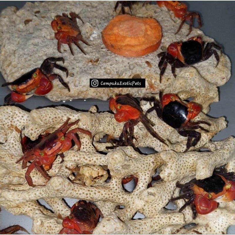 Mainan Kepiting Apple, Apple Crab, Kepiting Air Tawar