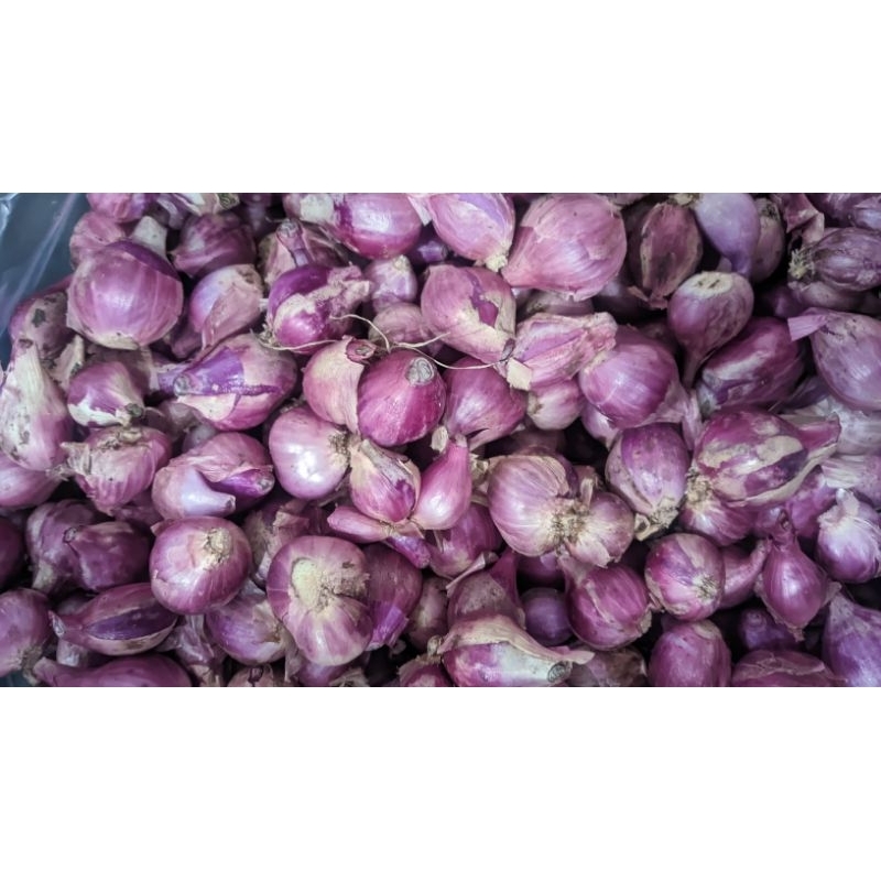 

Bawang merah 1 kg nganjuk