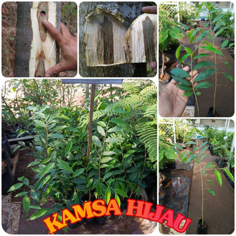 bibit pohon gaharu super