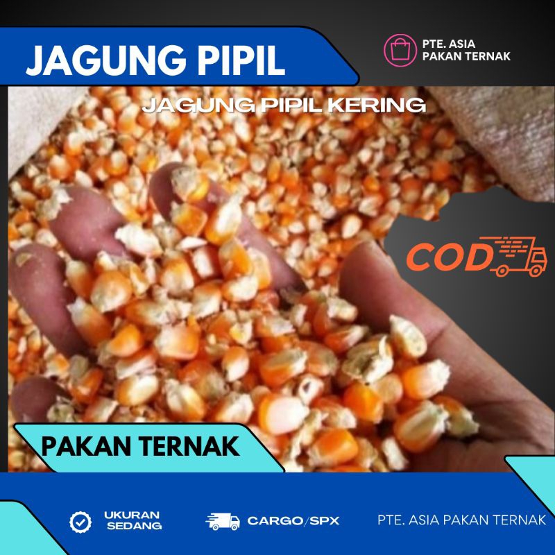 

Jagung pipil/tawar Kering KA 13-15% Isi 1 Kg