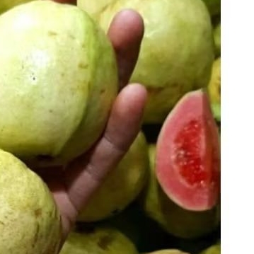 jambu merah 1kg