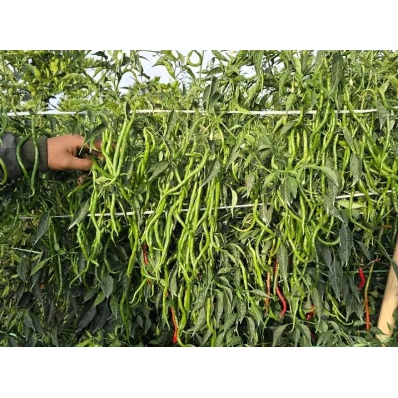 [COD] Bibit/benih cabe lokal siboras 20g