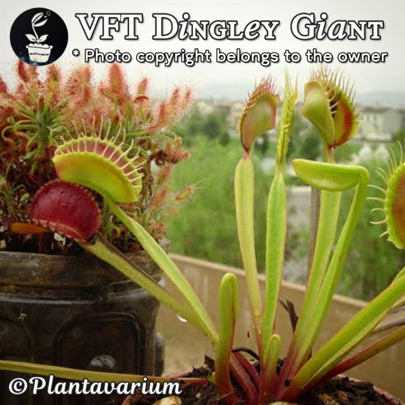 Tanaman Karnivora Venus Flytrap VFT Dingley Giant