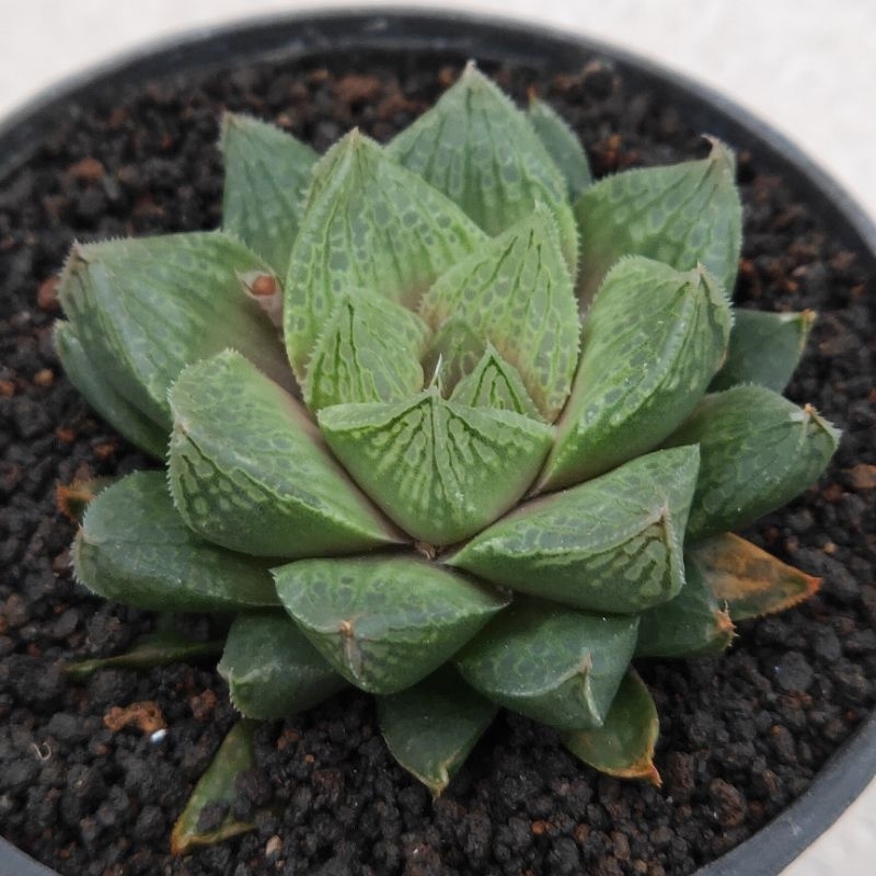 haworthia hybrid