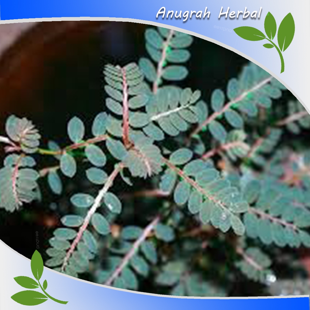 

Daun meniran merah segar 100 gram