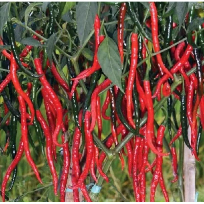 Bibit Cabe keriting unggul